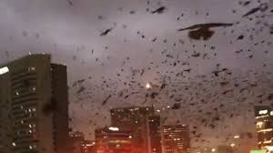 birds flying during storm